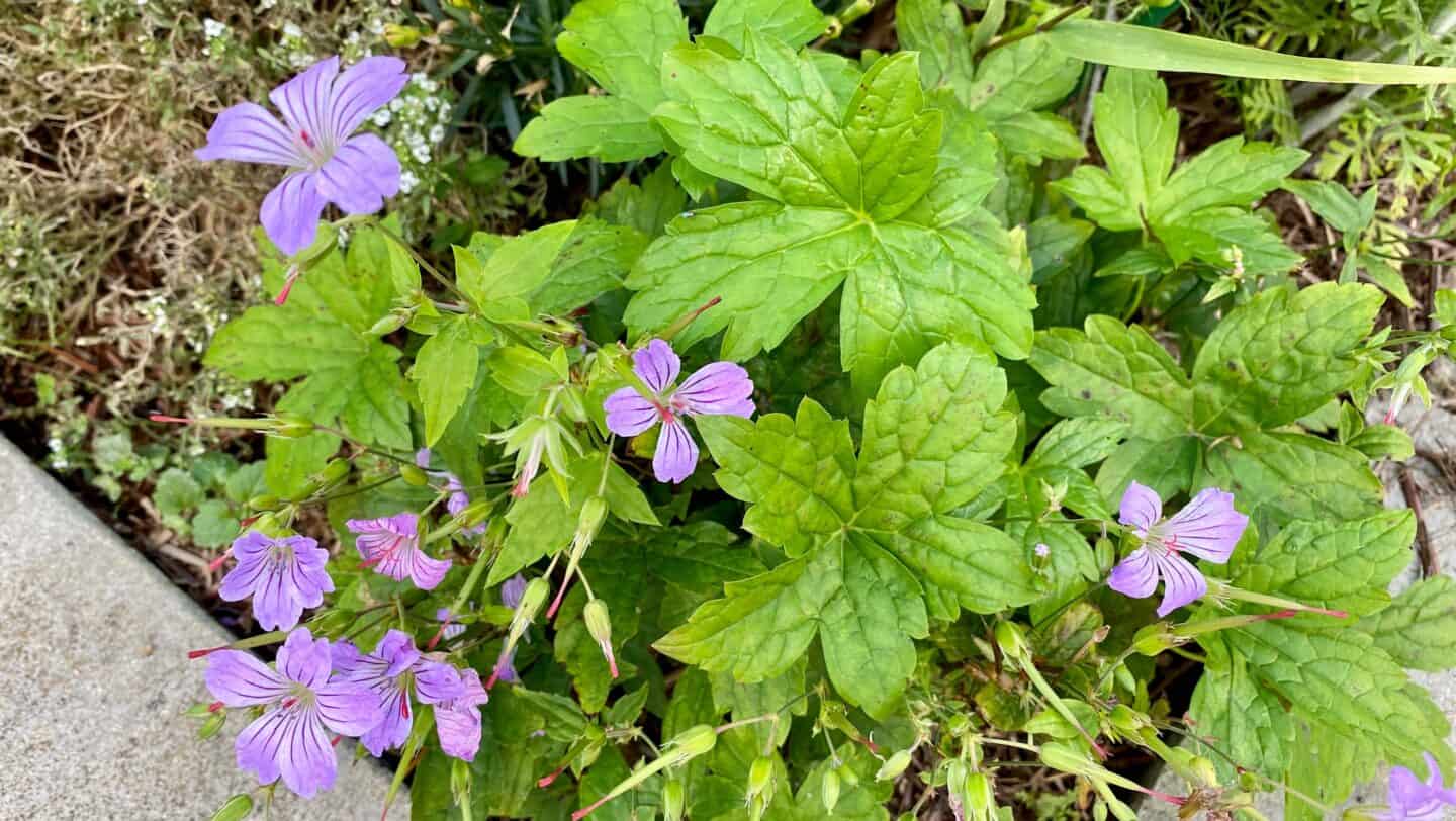 October Gardening - What To Do in the Garden in October October-gardening-geranium-nodosum
