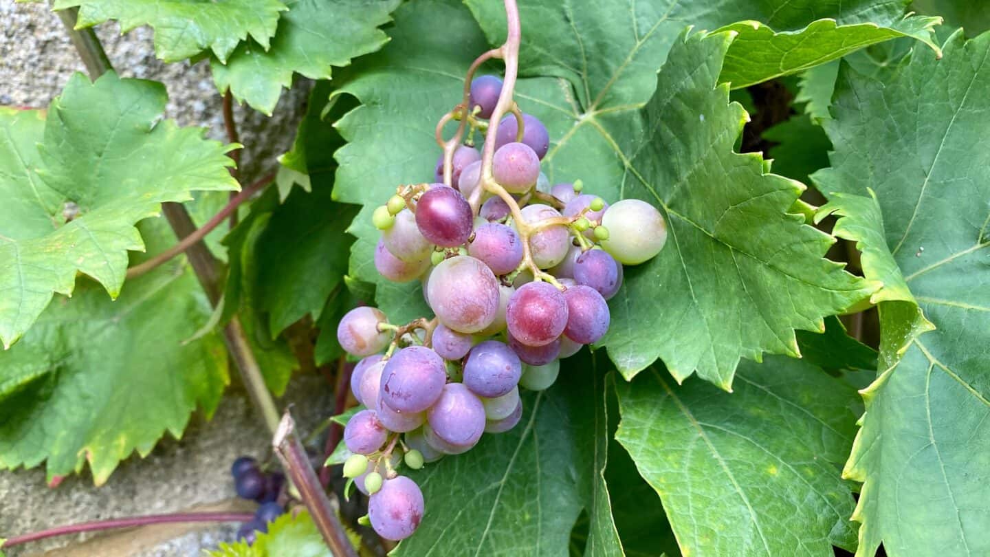 October Gardening - What To Do in the Garden in October October-gardening-grapes