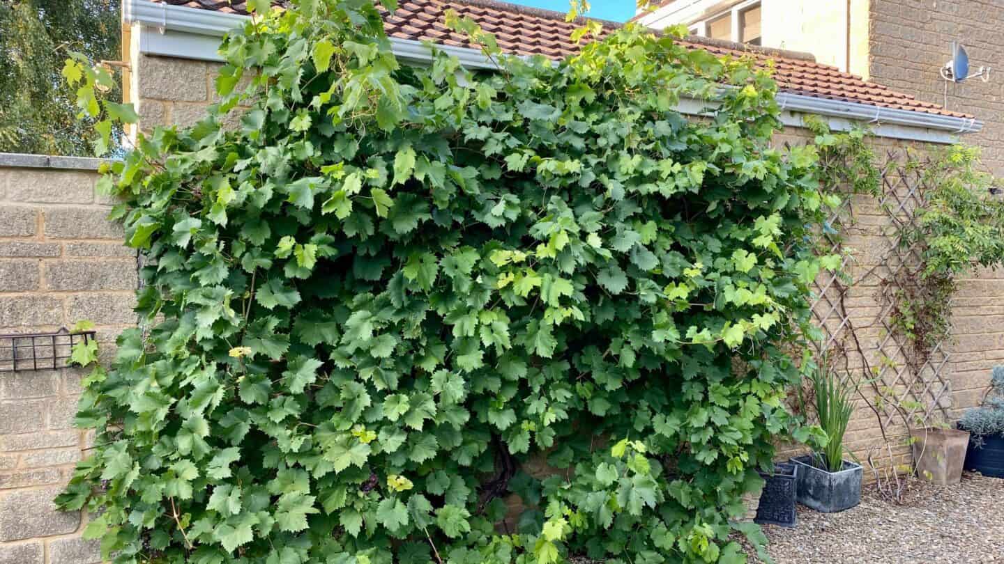 October Gardening - What To Do in the Garden in October October-gardening-grapevine
