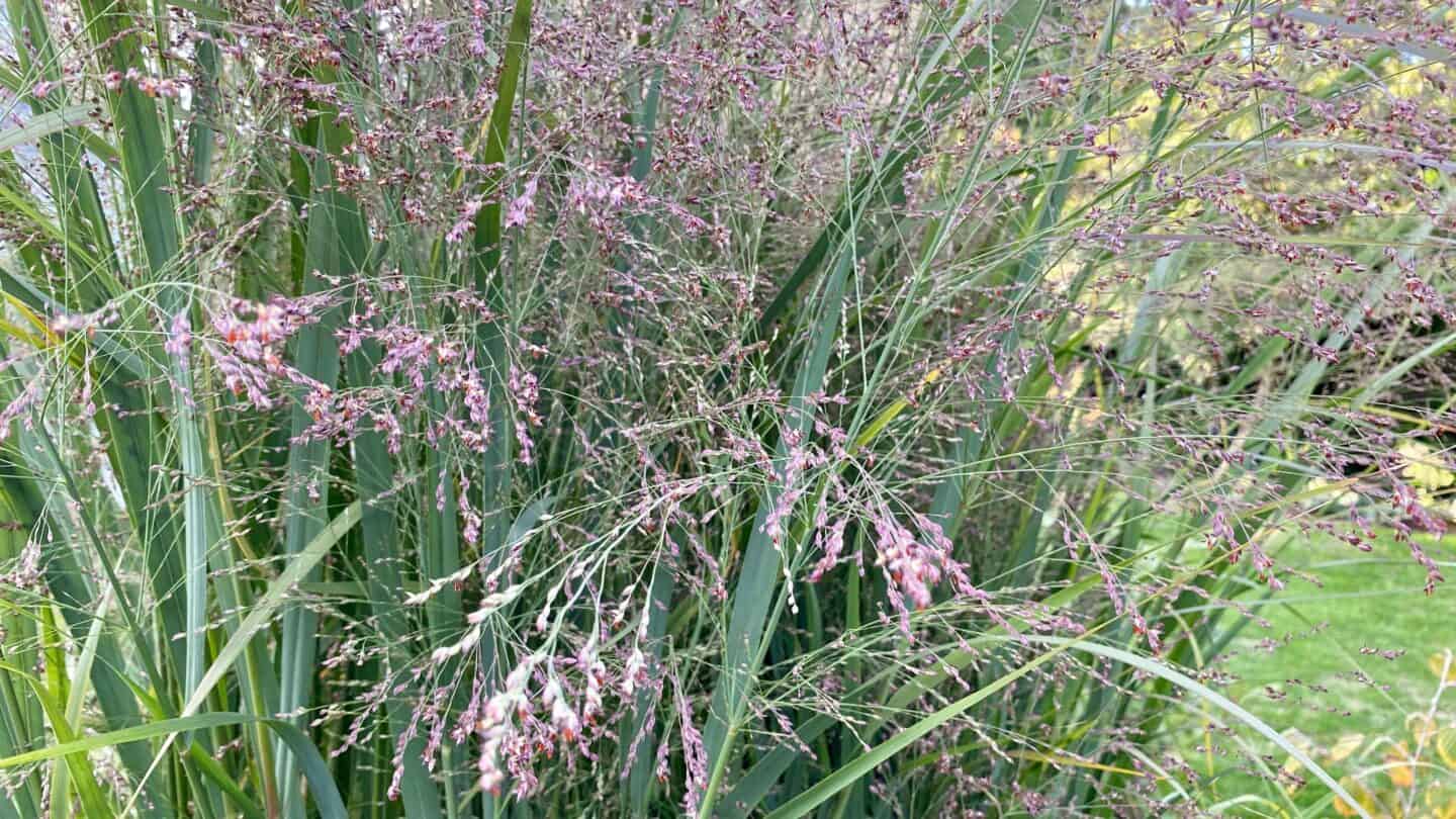 October Gardening - What To Do in the Garden in October October-gardening-grasses