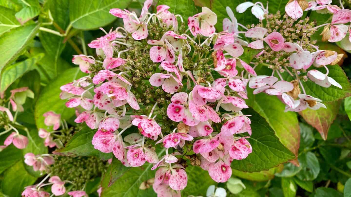 October Gardening - What To Do in the Garden in October October-gardening-hydrangea-pink