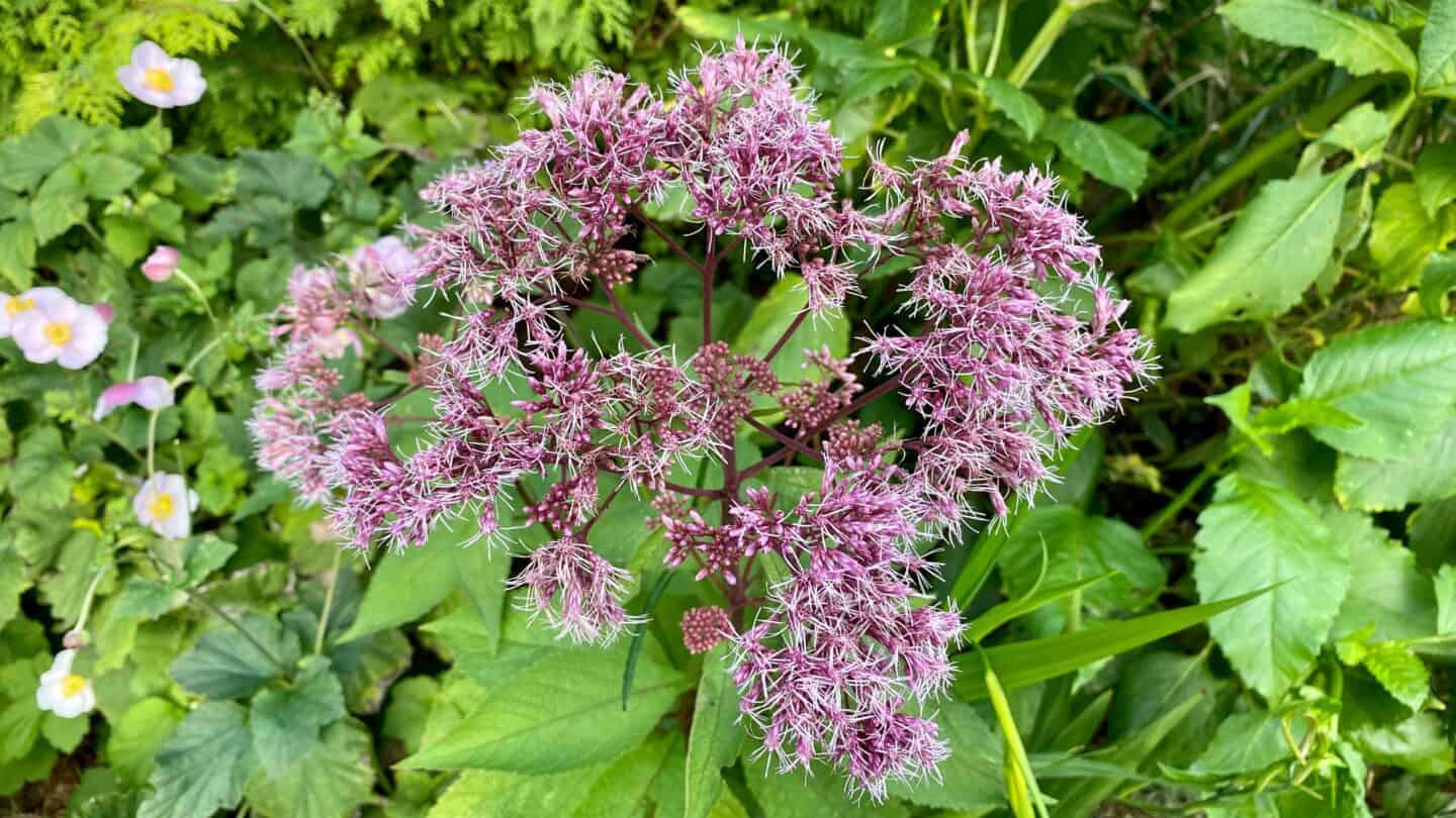 October Gardening - What To Do in the Garden in October October-gardening-joe-pyeweed
