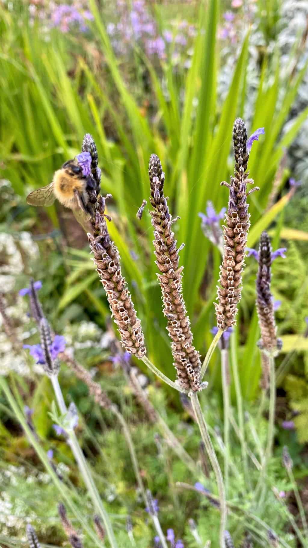 October Gardening - What To Do in the Garden in October October-gardening-lavender-bee