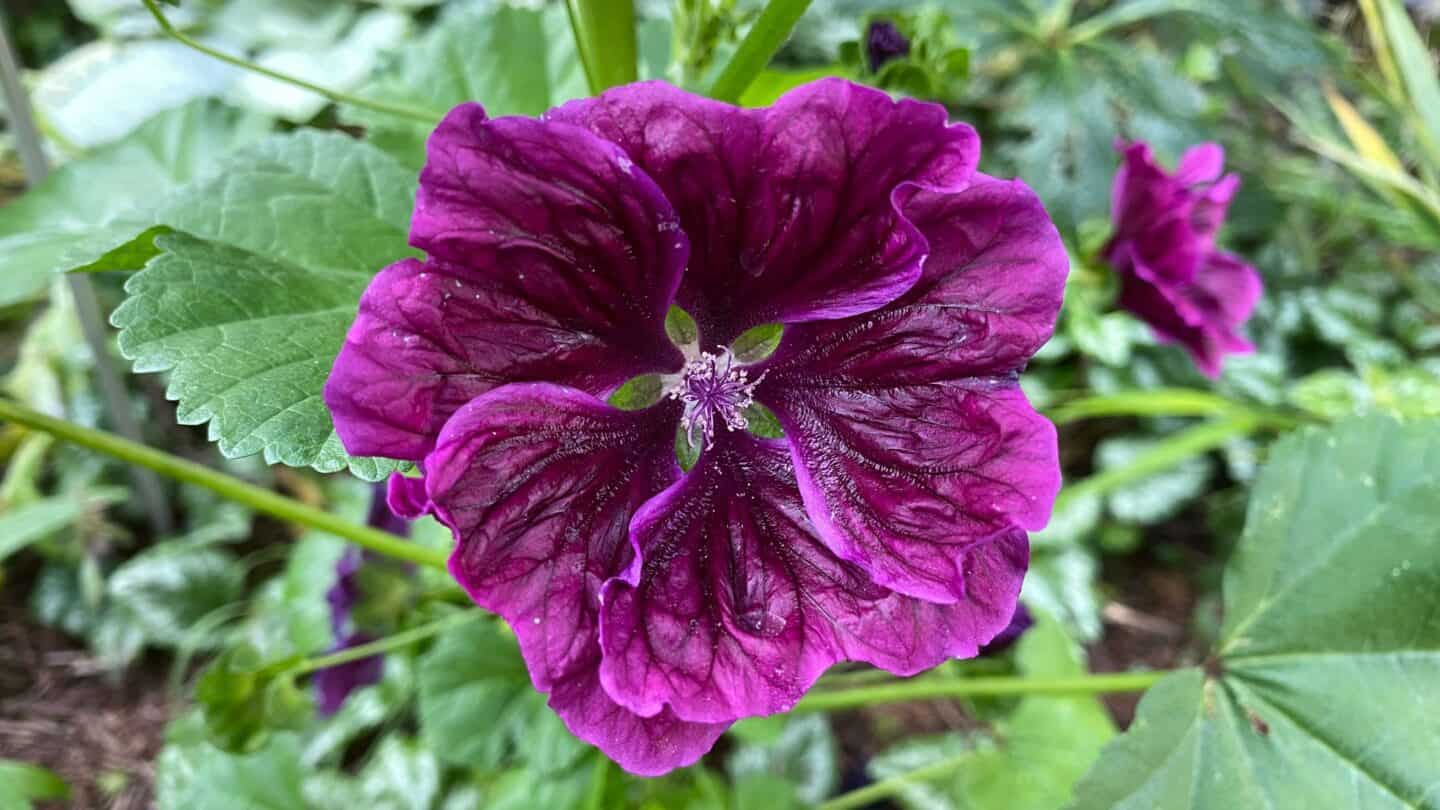 October Gardening - What To Do in the Garden in October October-gardening-malva-purple
