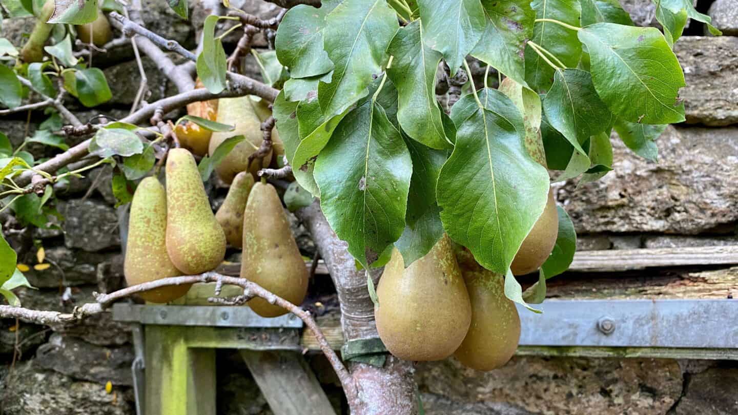 October Gardening - What To Do in the Garden in October October-gardening-pears-01