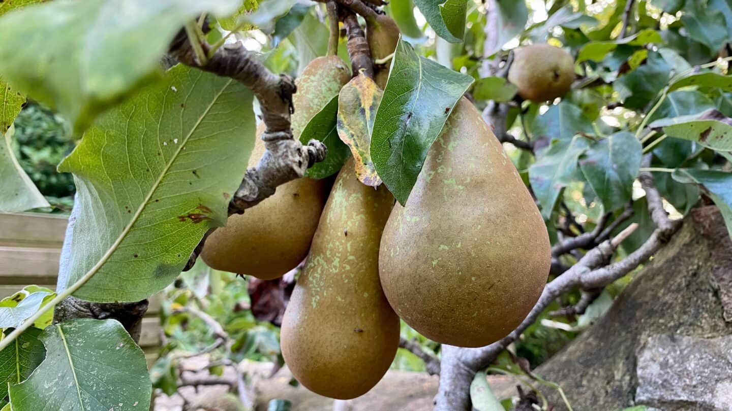 October Gardening - What To Do in the Garden in October October-gardening-pears-02