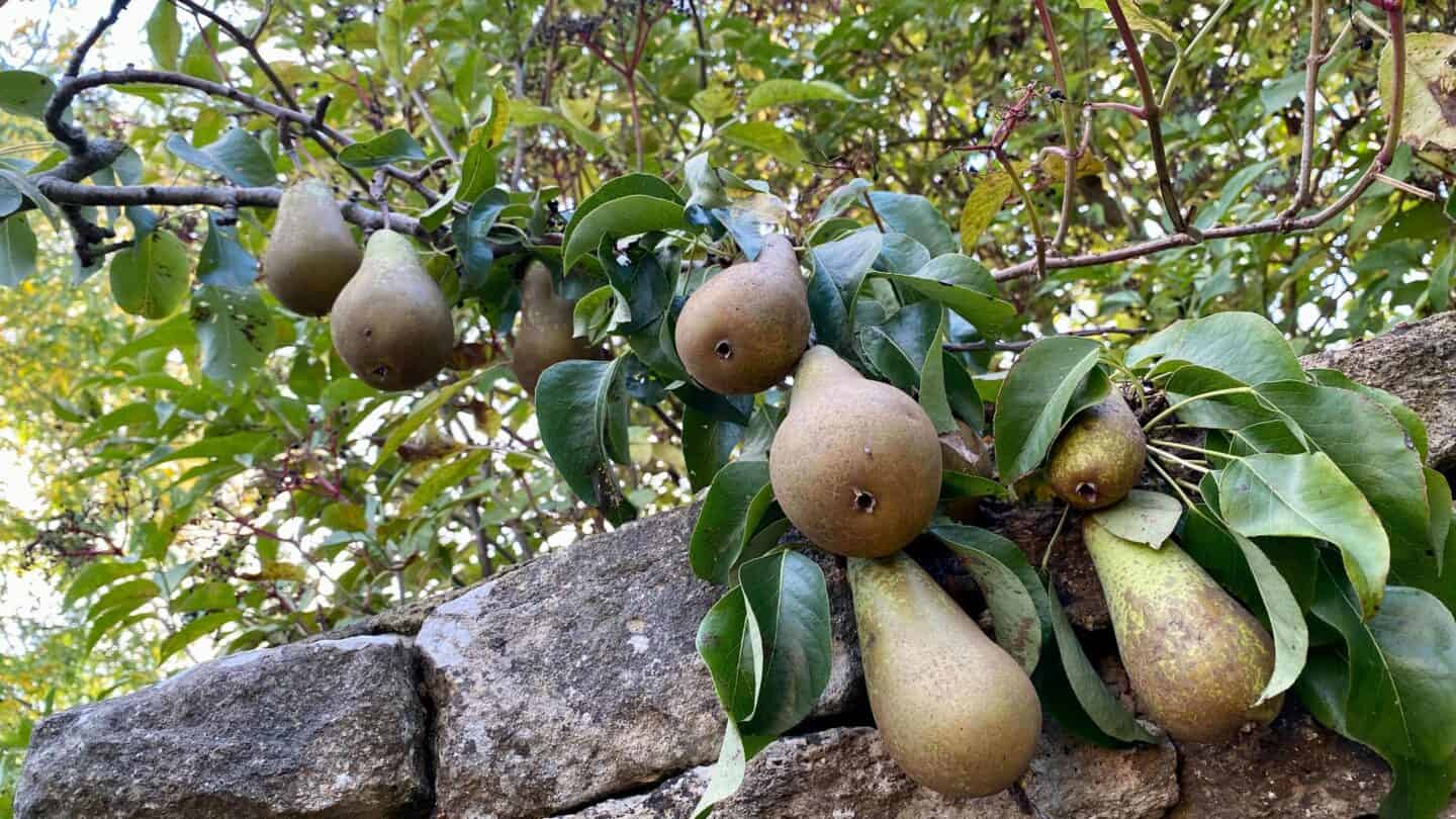 October Gardening - What To Do in the Garden in October October-gardening-pears-03