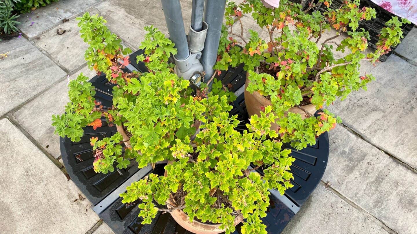 October Gardening - What To Do in the Garden in October October-gardening-pelargoniums