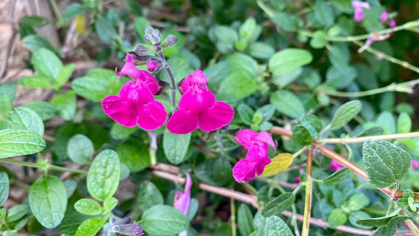 October Gardening - What To Do in the Garden in October October-gardening-salvia-pink