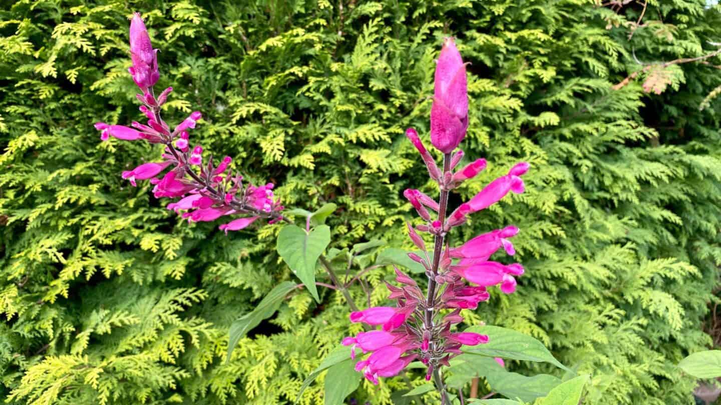 October Gardening - What To Do in the Garden in October October-gardening-salvia-pink2