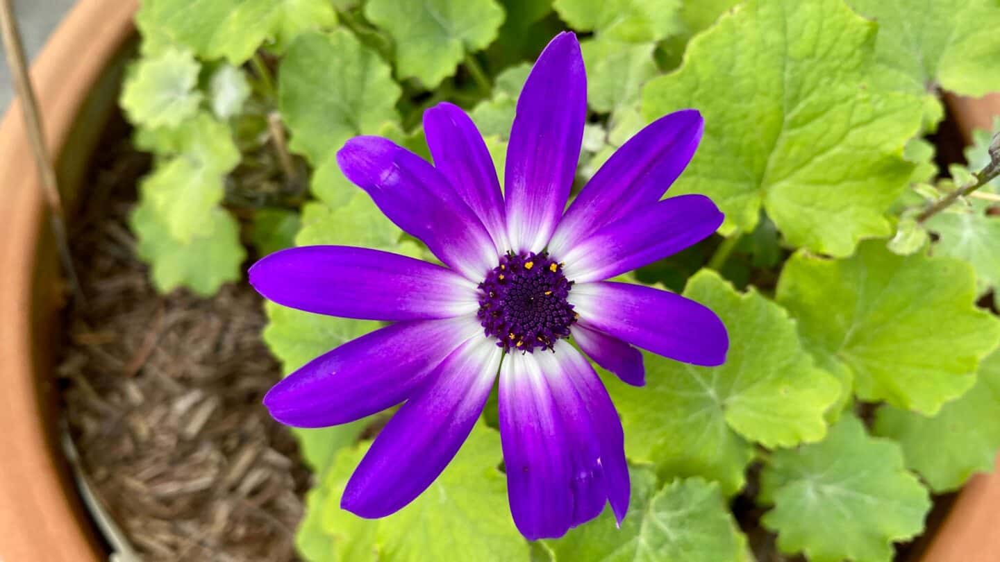 October Gardening - What To Do in the Garden in October October-gardening-senetti-purple