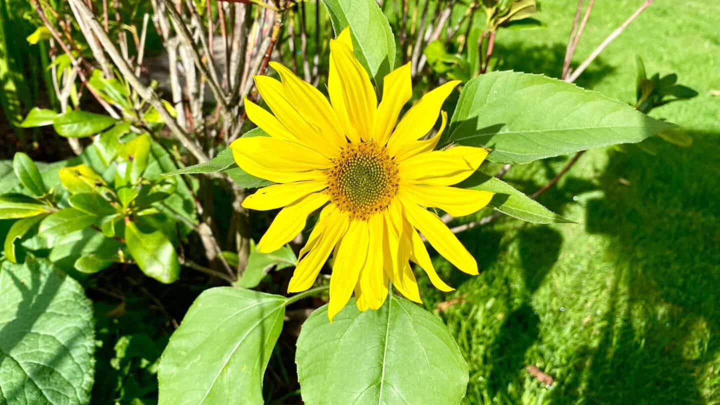 October Gardening - What To Do in the Garden in October October-gardening-sunflower