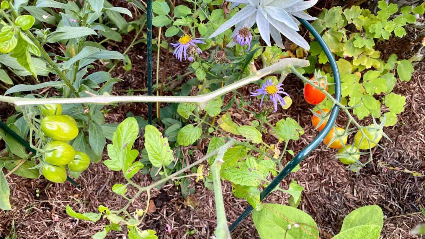 October Gardening - What To Do in the Garden in October October-gardening-tomatoes