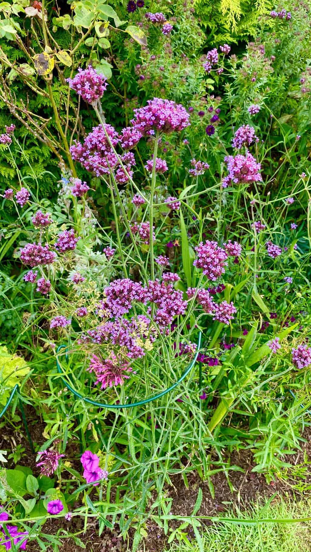 October Gardening - What To Do in the Garden in October October-gardening-verbena-bonariensis
