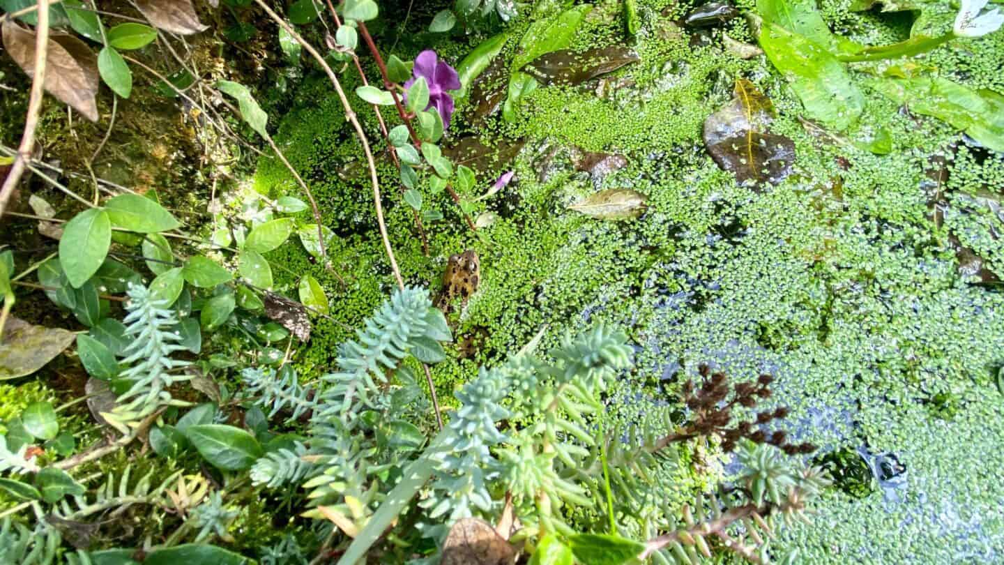 October Gardening - What To Do in the Garden in October October-gardening-wildlife-pond-frog