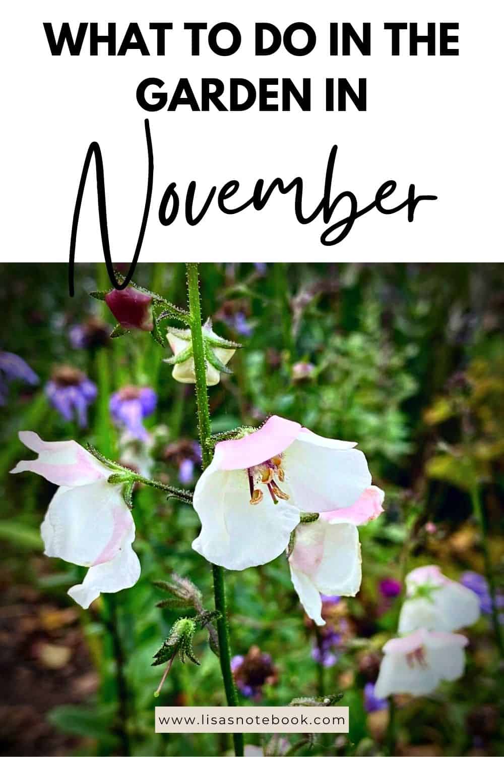 November Gardening - What To Do In The Garden In November November-gardening-white-verbascum-pinterest