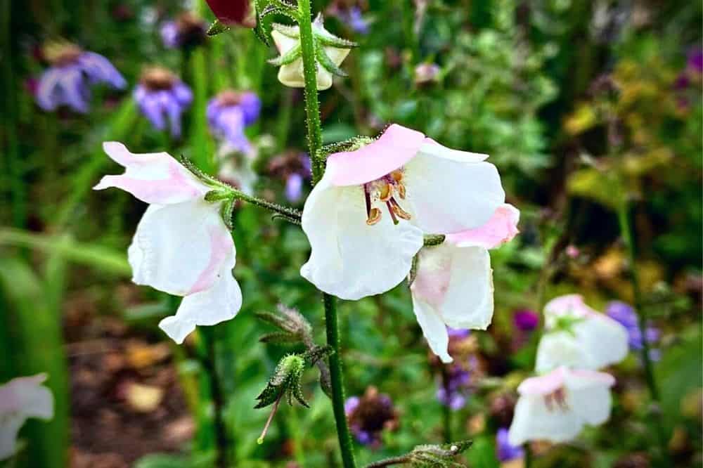 November Gardening - What To Do In The Garden In November November-gardening-white-verbascum