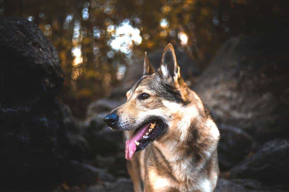how-to-make-your-home-more-comfortable-for-your-german-shepherd