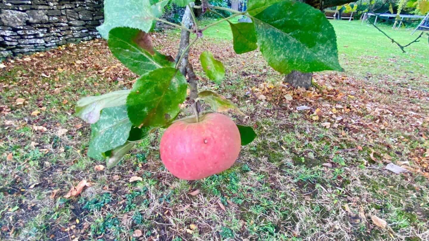 November Gardening - What To Do In The Garden In November November-gardening-apple