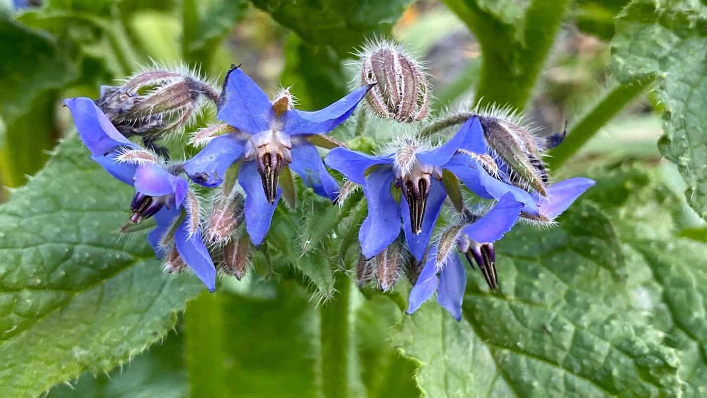 November Gardening - What To Do In The Garden In November November-gardening-borage