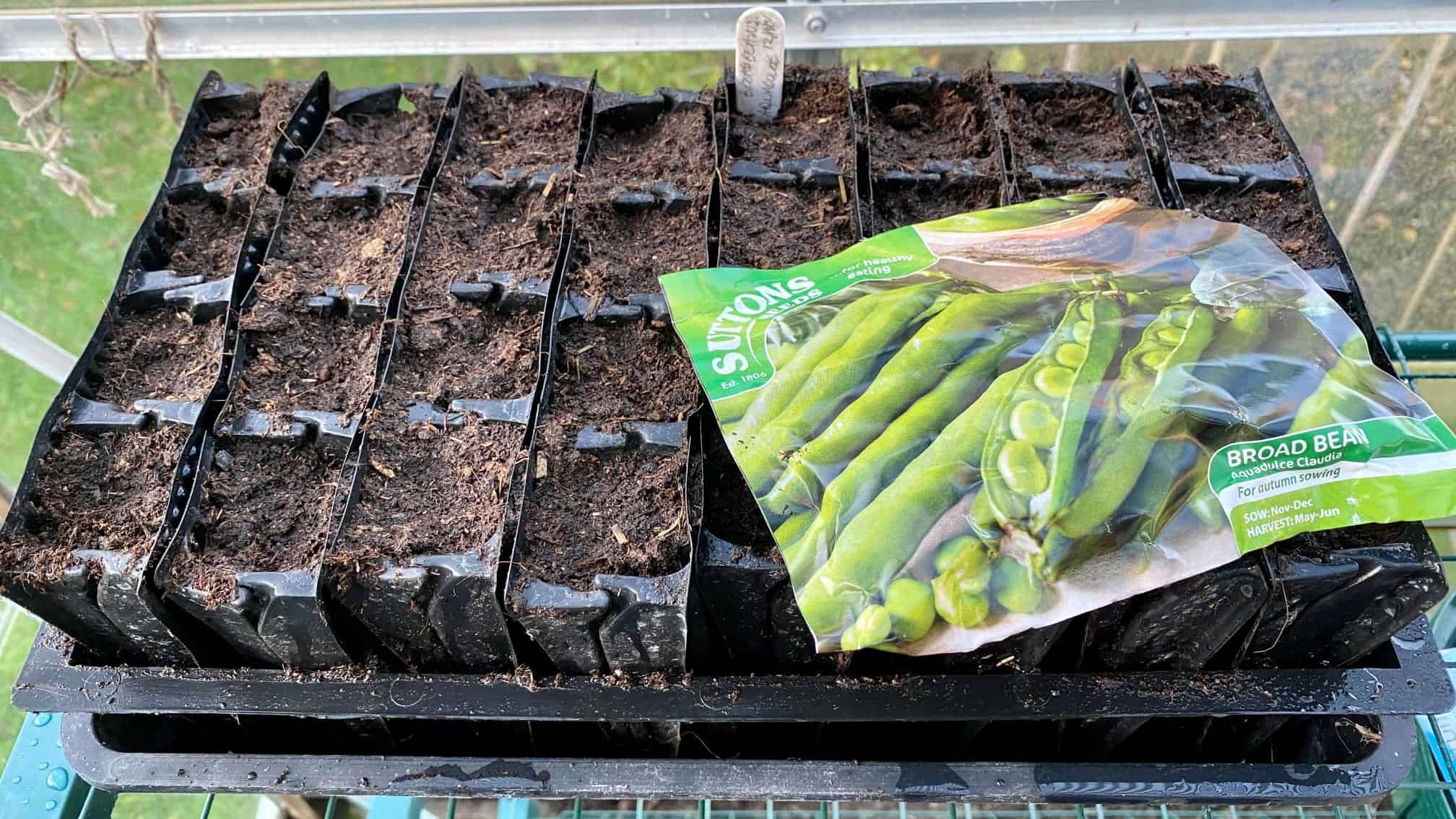 December Gardening - What To Do In The Garden In December November-gardening-broad-beans
