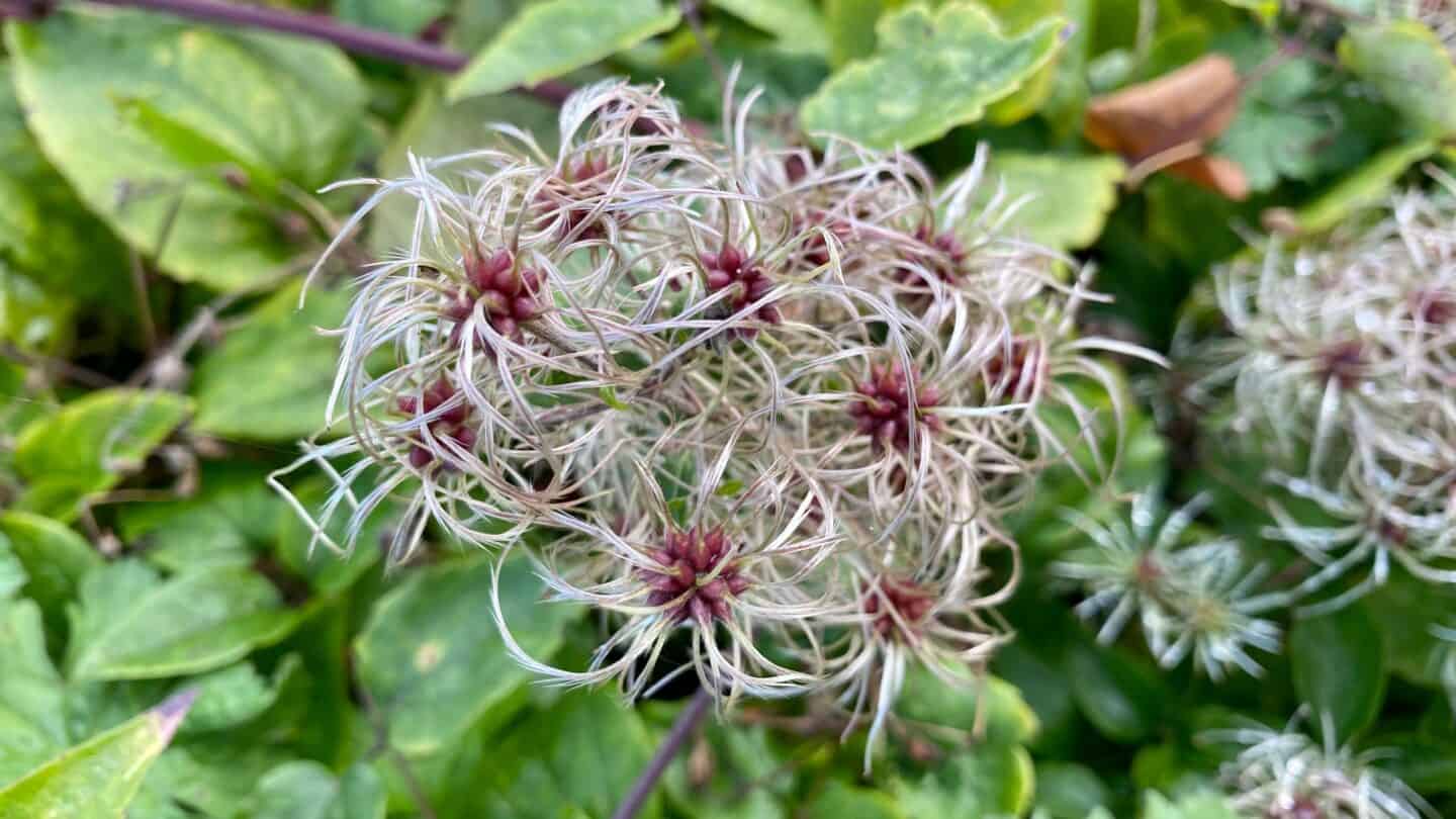 November Gardening - What To Do In The Garden In November November-gardening-clematis-seedheads