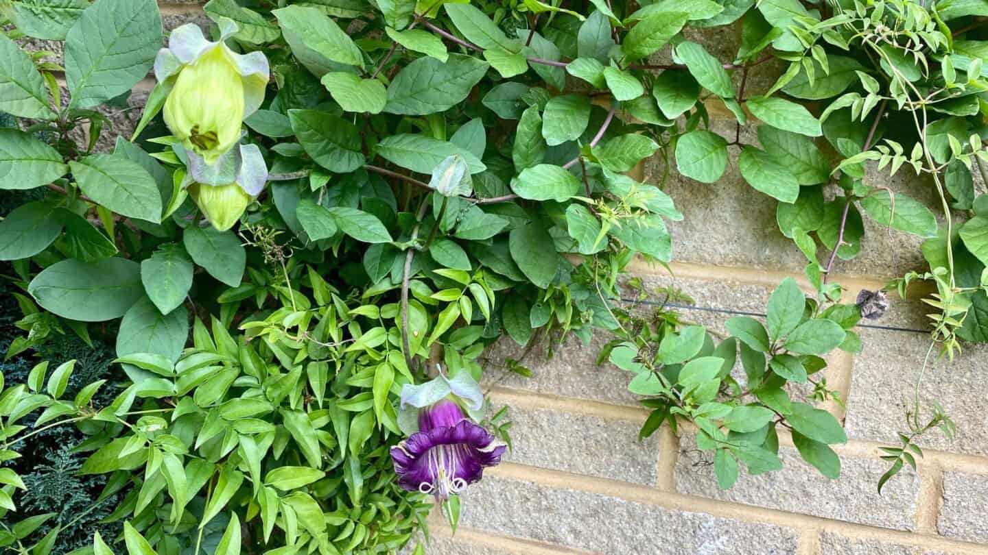 November Gardening - What To Do In The Garden In November November-gardening-cobea-scandens
