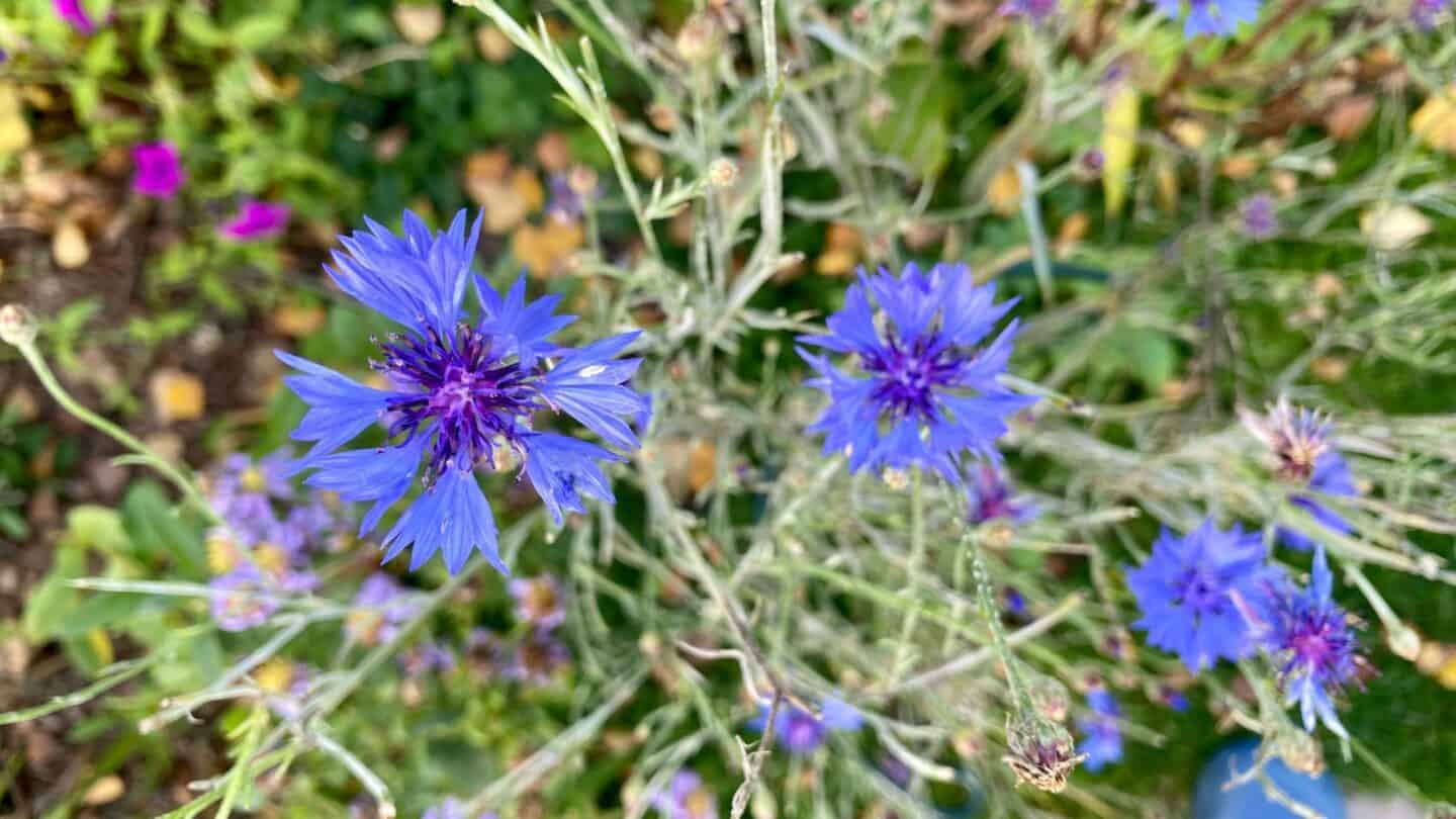 November Gardening - What To Do In The Garden In November November-gardening-cornflowers-blue
