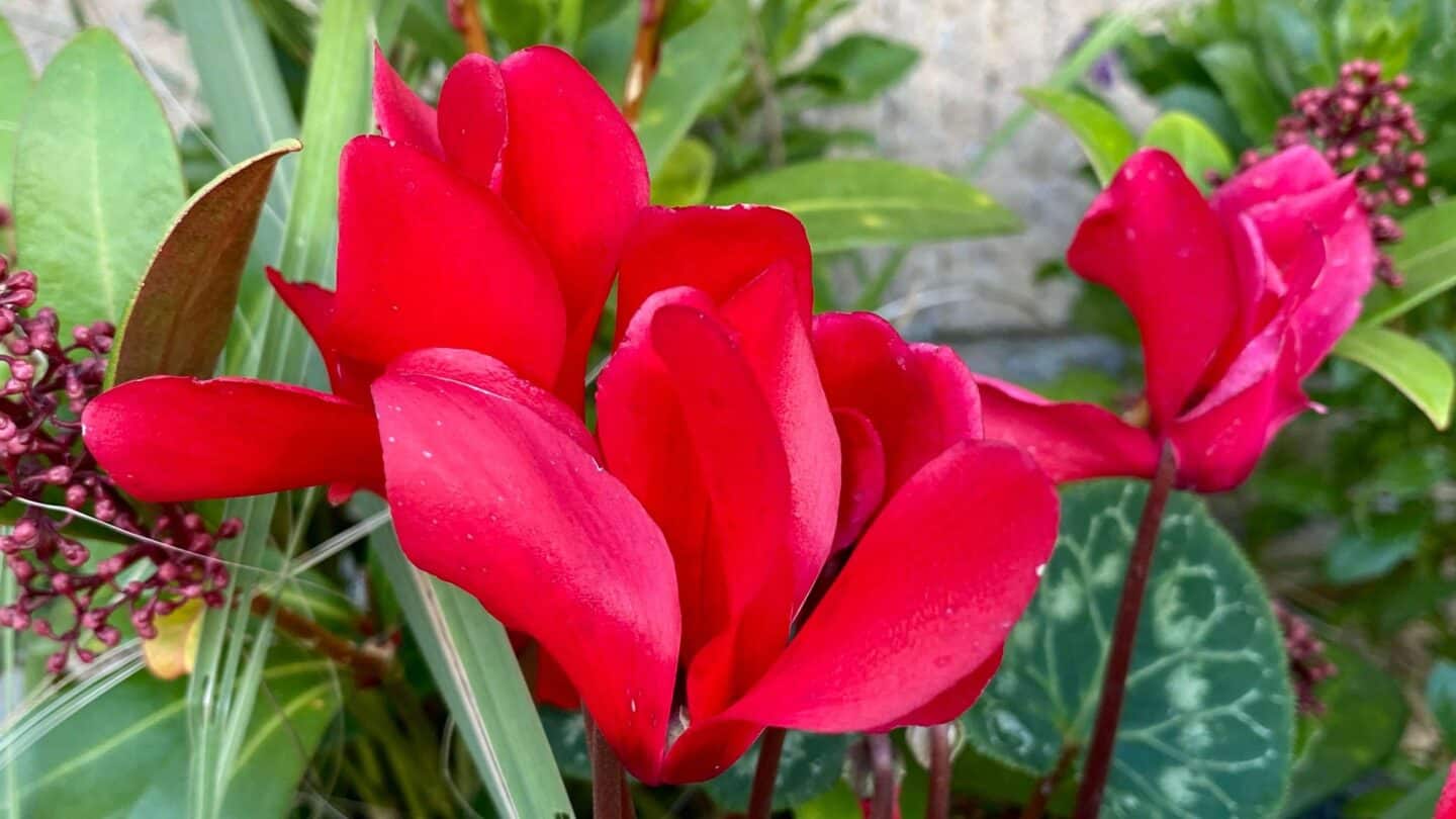 November Gardening - What To Do In The Garden In November November-gardening-cyclamen-red