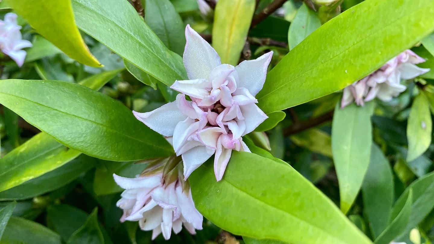 November Gardening - What To Do In The Garden In November November-gardening-daphn