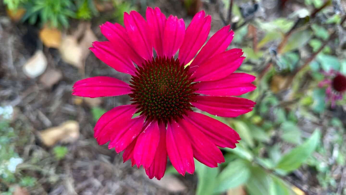 November Gardening - What To Do In The Garden In November November-gardening-echinacea-pink