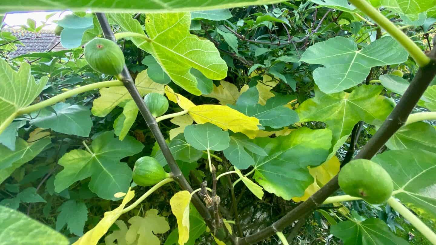 November Gardening - What To Do In The Garden In November November-gardening-figs