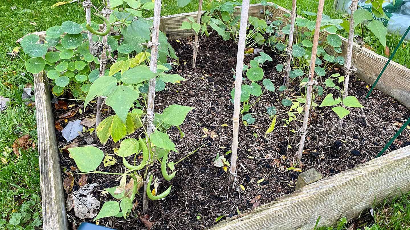 November Gardening - What To Do In The Garden In November November-gardening-french-beans