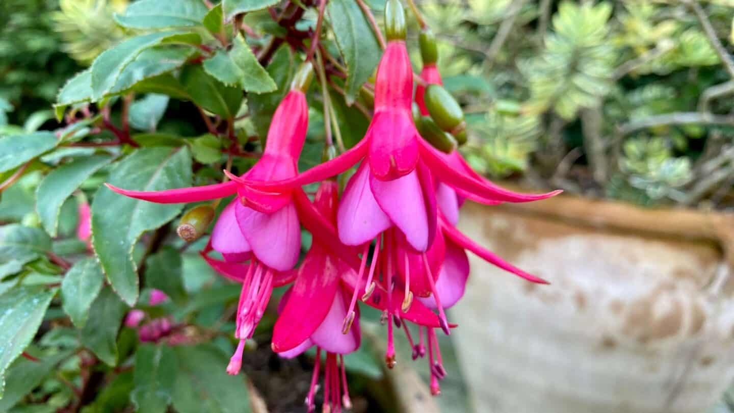 November Gardening - What To Do In The Garden In November November-gardening-fuchsia-pink