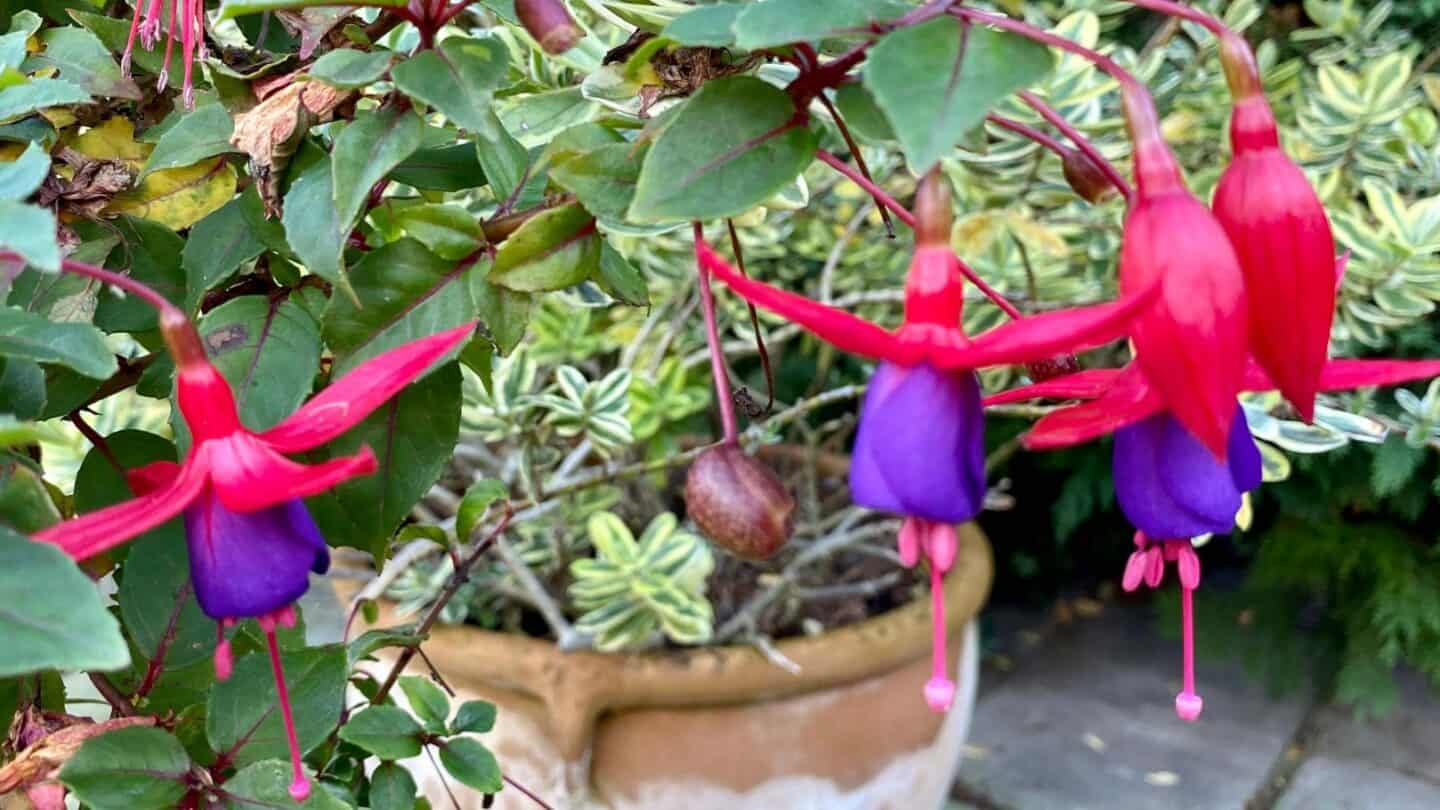 November Gardening - What To Do In The Garden In November November-gardening-fuchsia-purple