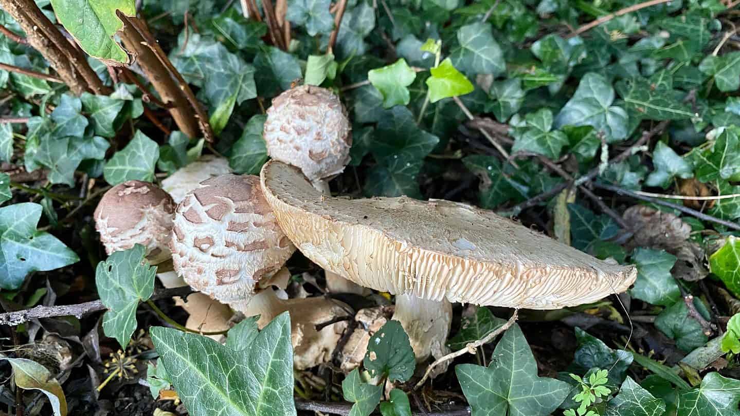 November Gardening - What To Do In The Garden In November November-gardening-fungi