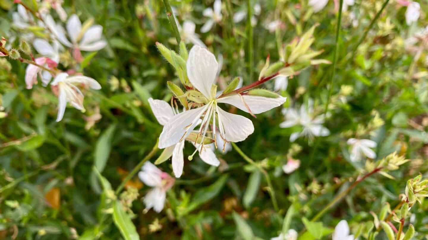 November Gardening - What To Do In The Garden In November November-gardening-gaura-white