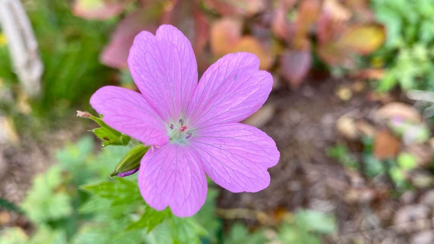November Gardening - What To Do In The Garden In November November-gardening-geranium-cranesbill-pink