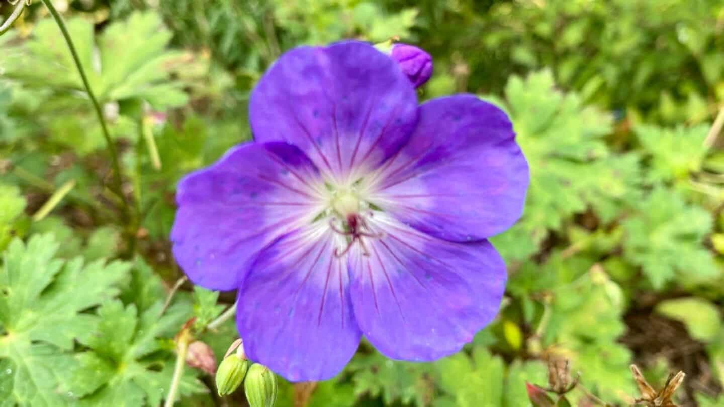November Gardening - What To Do In The Garden In November November-gardening-geranium-rozanne