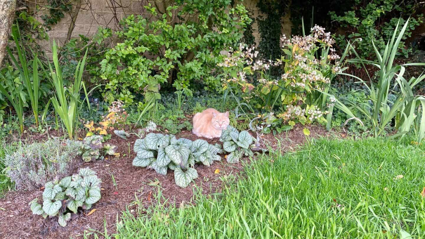 November Gardening - What To Do In The Garden In November November-gardening-ginger-cat