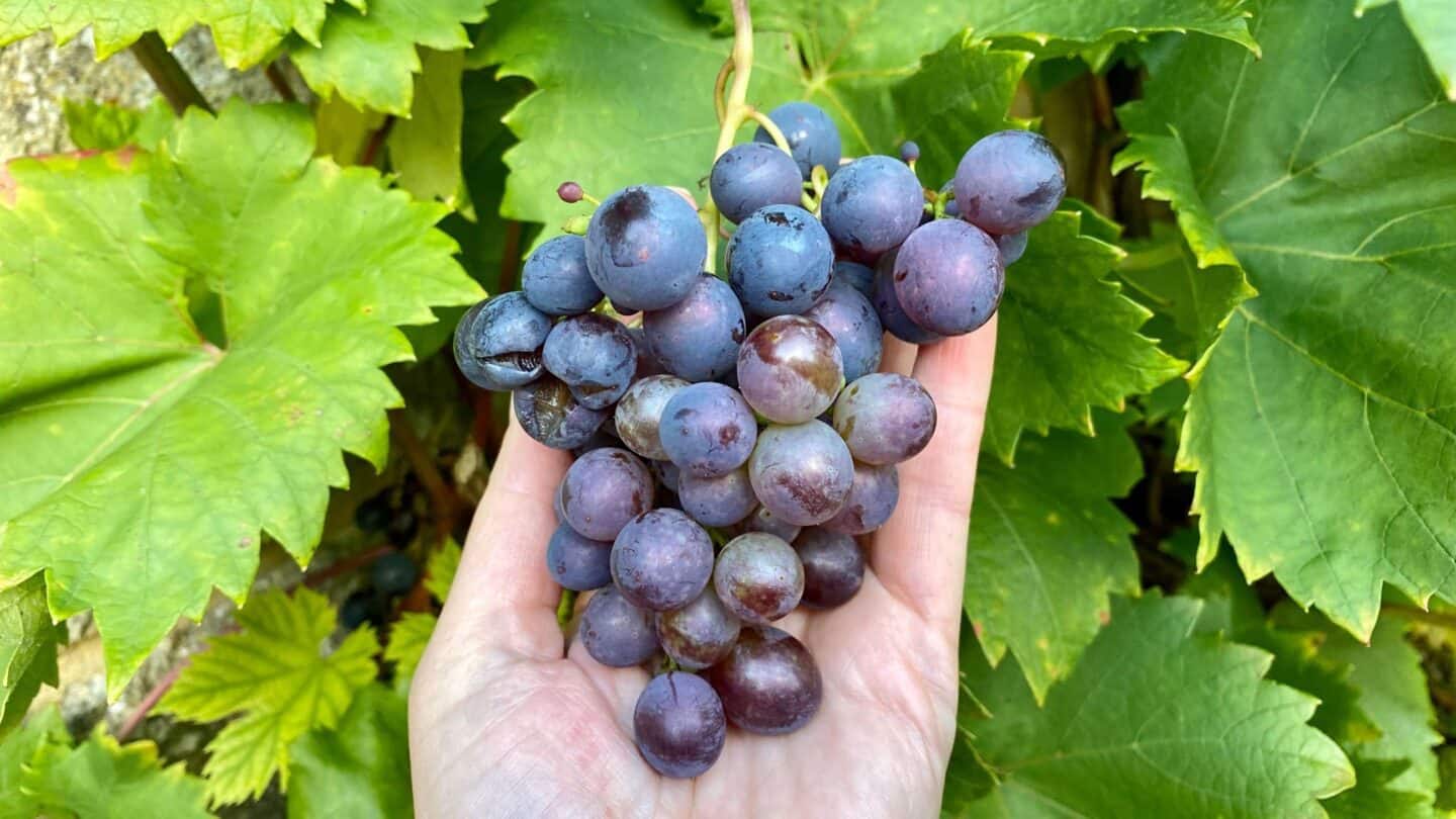 November Gardening - What To Do In The Garden In November November-gardening-grapes