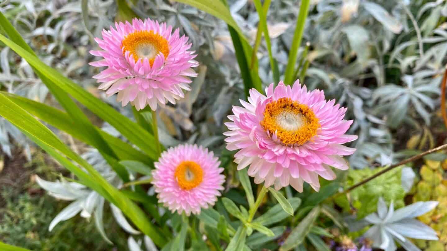 November Gardening - What To Do In The Garden In November November-gardening-helichrysum-pink