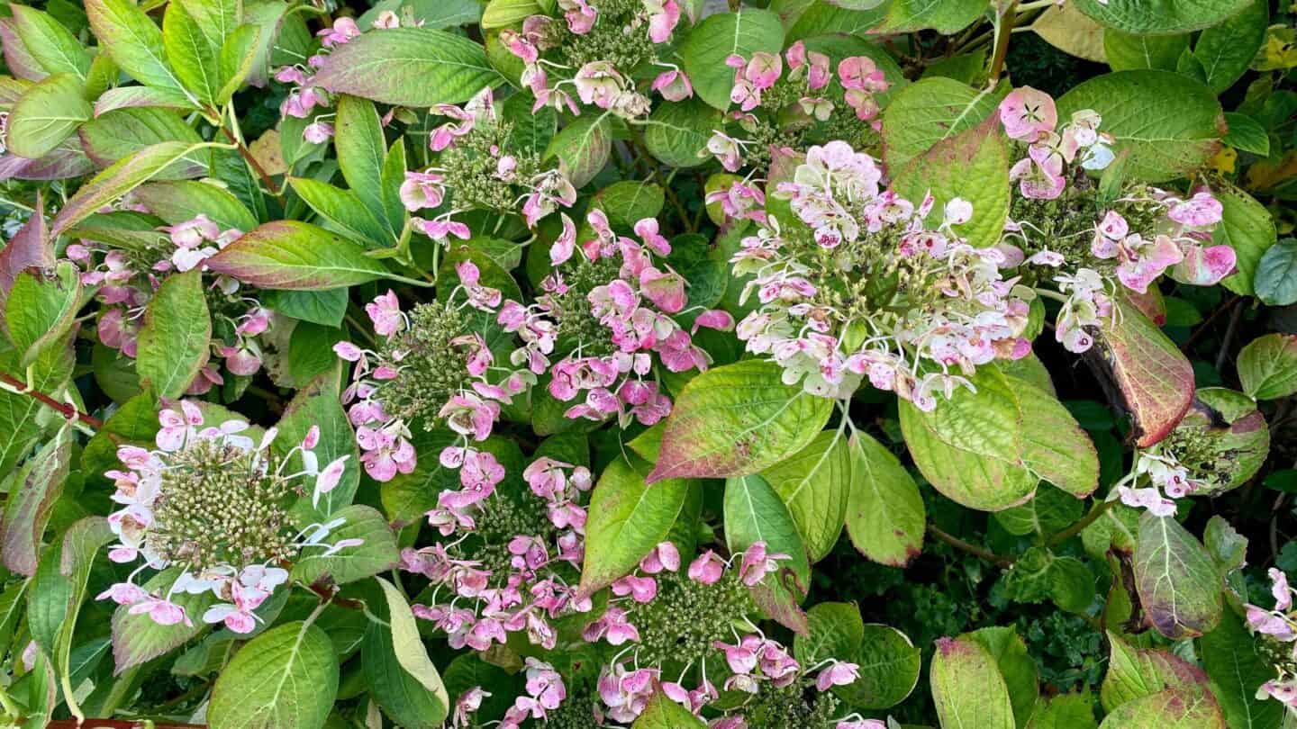 November Gardening - What To Do In The Garden In November November-gardening-hydrangea