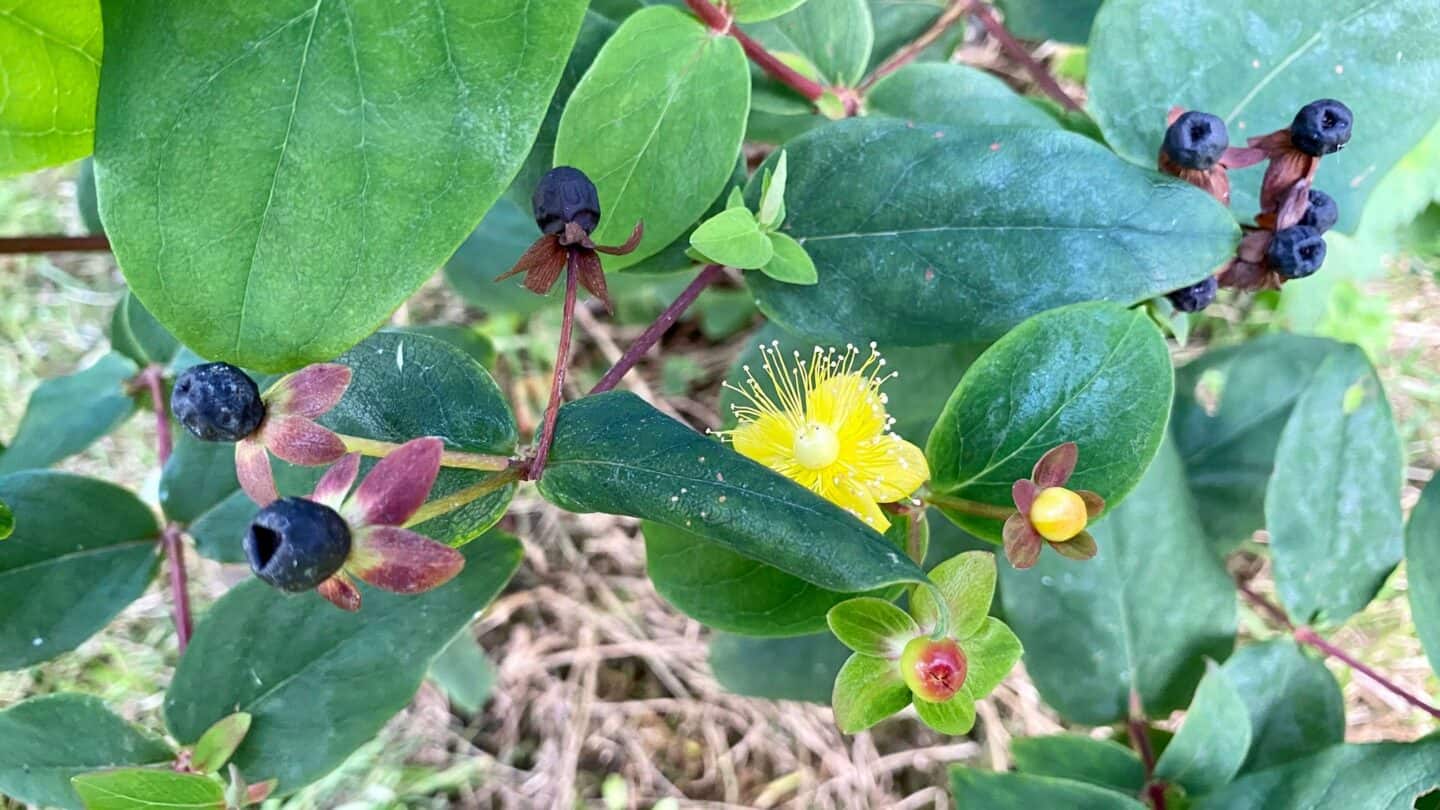 November Gardening - What To Do In The Garden In November November-gardening-hypericum
