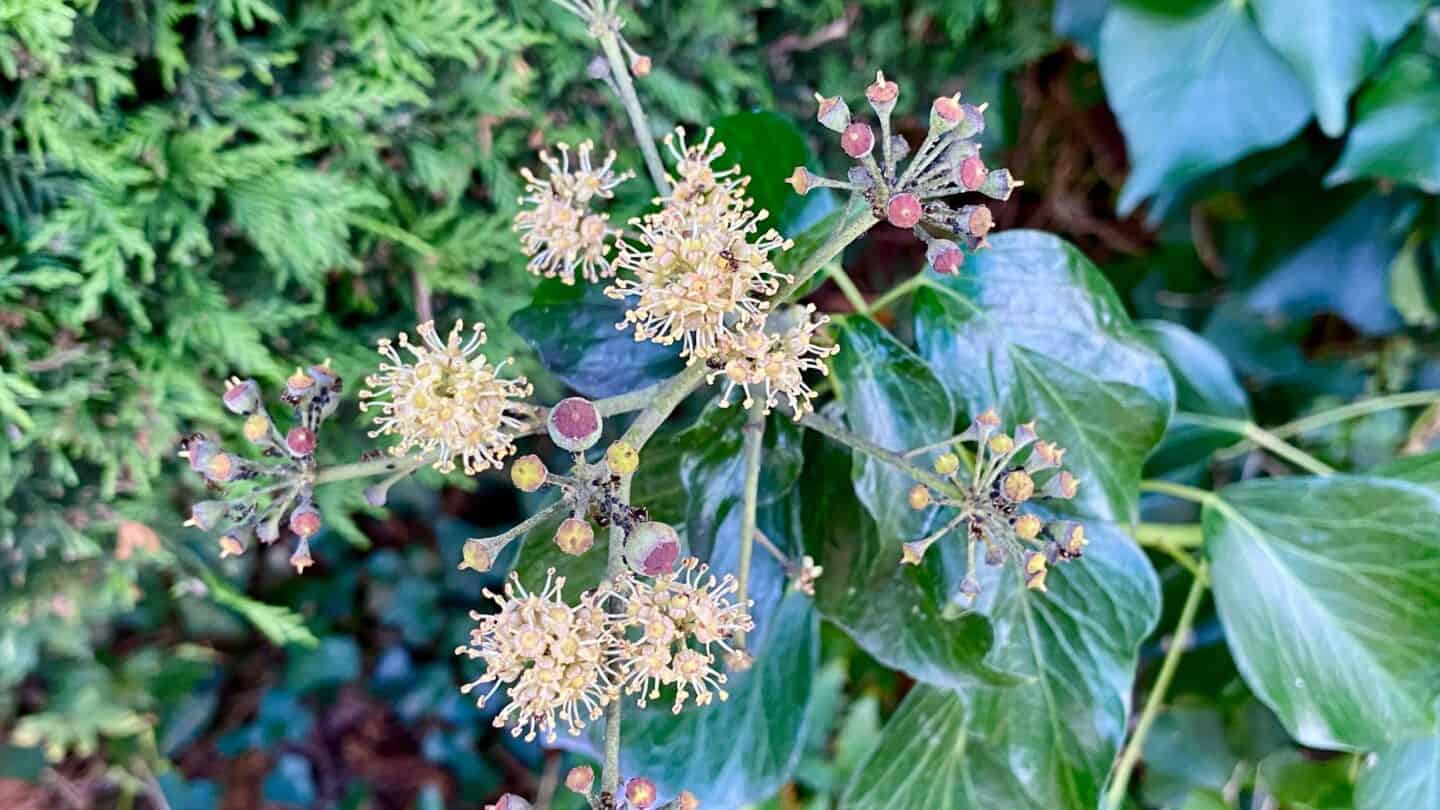 November Gardening - What To Do In The Garden In November November-gardening-ivy