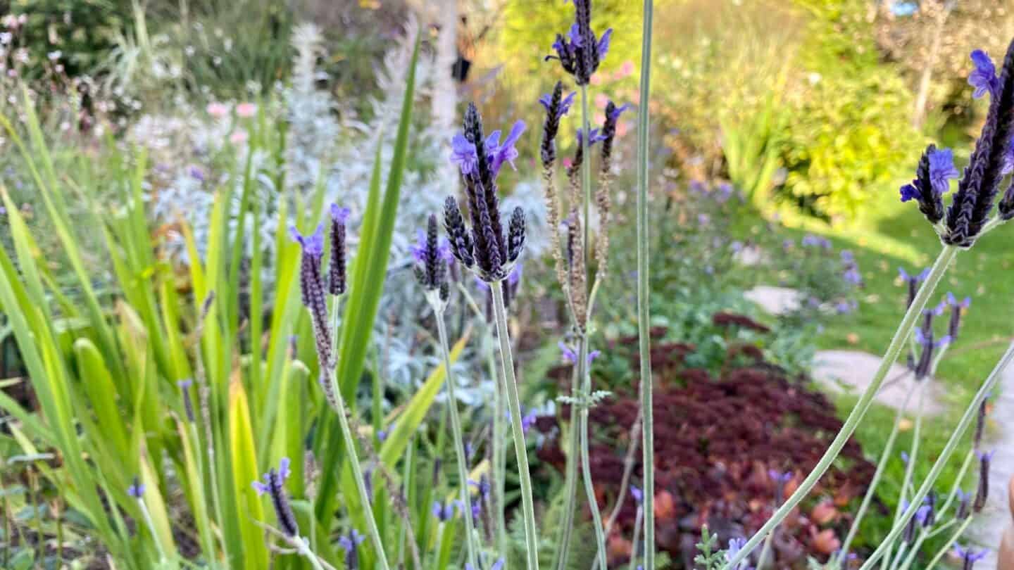 November Gardening - What To Do In The Garden In November November-gardening-lavender