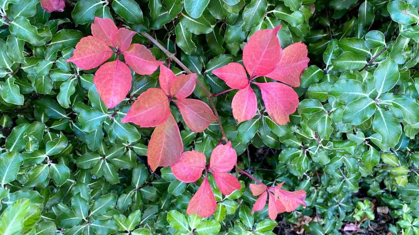 November Gardening - What To Do In The Garden In November November-gardening-leaves-red