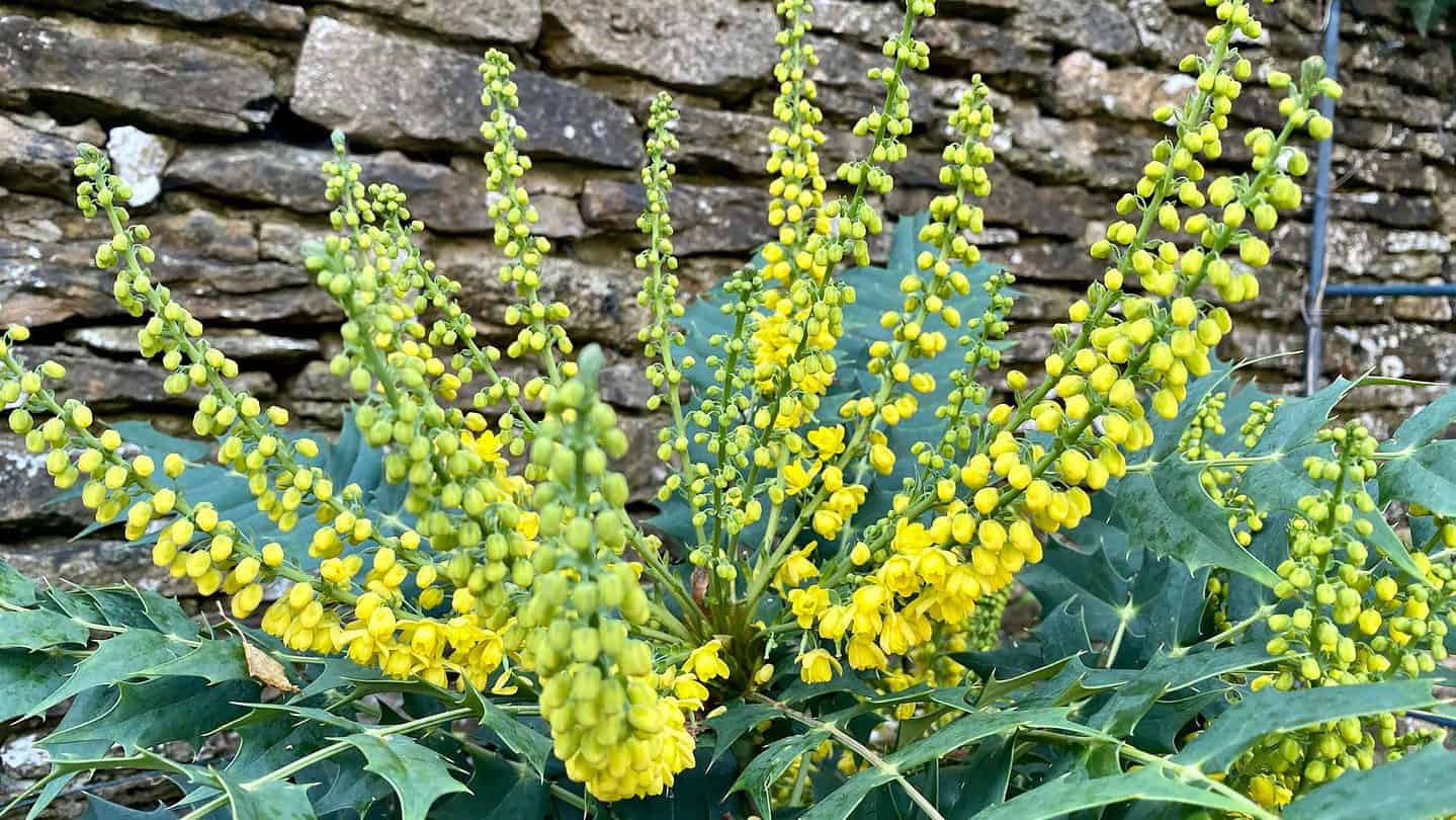 November Gardening - What To Do In The Garden In November November-gardening-mahonia