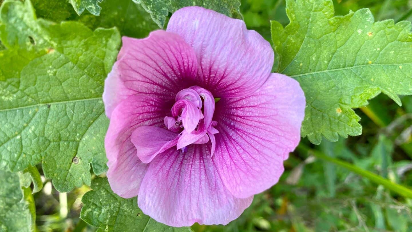 November Gardening - What To Do In The Garden In November November-gardening-malva-pink