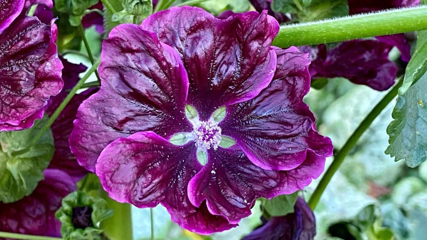 November Gardening - What To Do In The Garden In November November-gardening-malva-purple